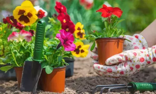 Smart Garden Tricks to Keep Your Fall Plants Thriving All Winter Long