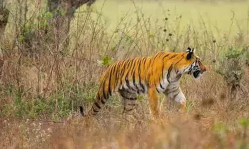 Telangana joins All-India Tiger Estimation 2026