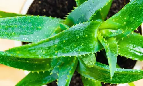 How To Grow Aloe Vera In Your Balcony Garden In Six Easy Steps How To Grow Aloe Vera In Your Balcony Garden In Six Easy Steps