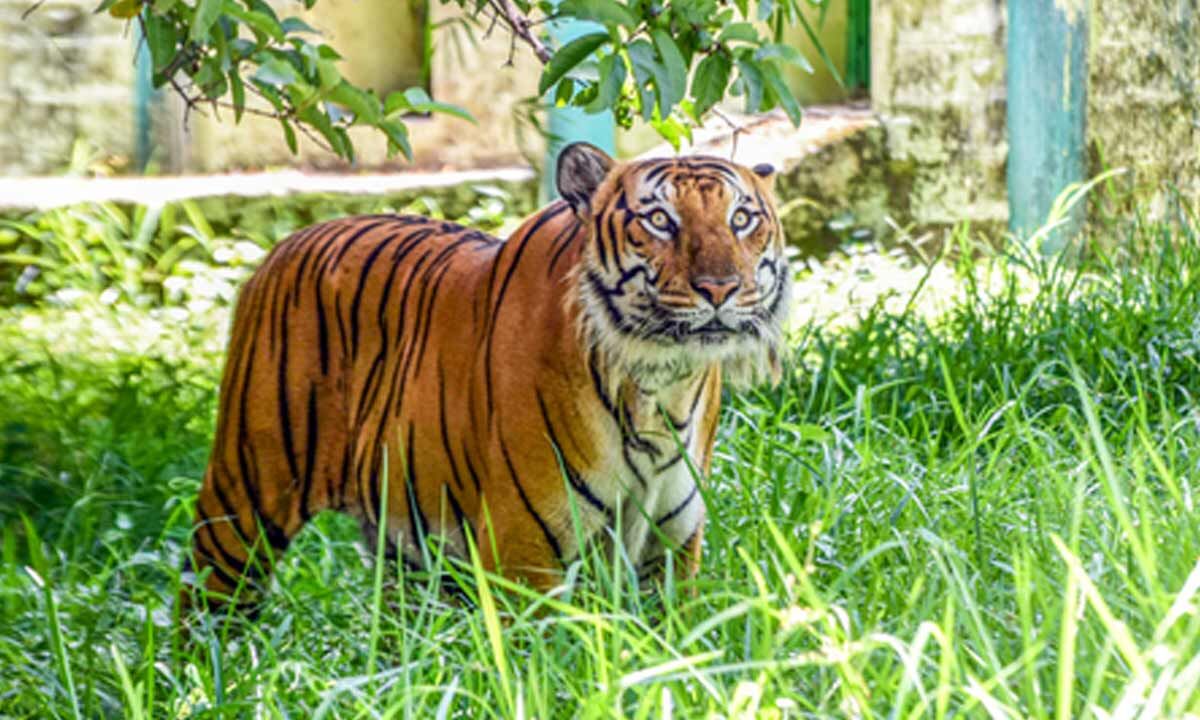 Farmer killed in tiger attack in Karnataka's Mysuru