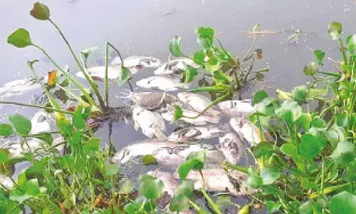 Oil contamination, oxygen depletion behind mass fish kill in Gorakhpur pond
