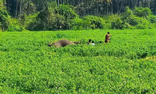 Two wild elephants drown in Harobele reservoir backwaters near Kanakapura