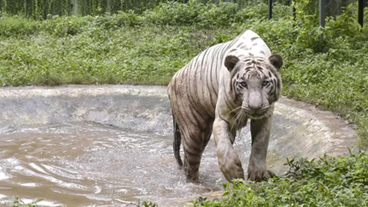 Sundarbans to remain shut on Dec 11 for tiger census Sundarbans to remain shut on Dec 11 for tiger census