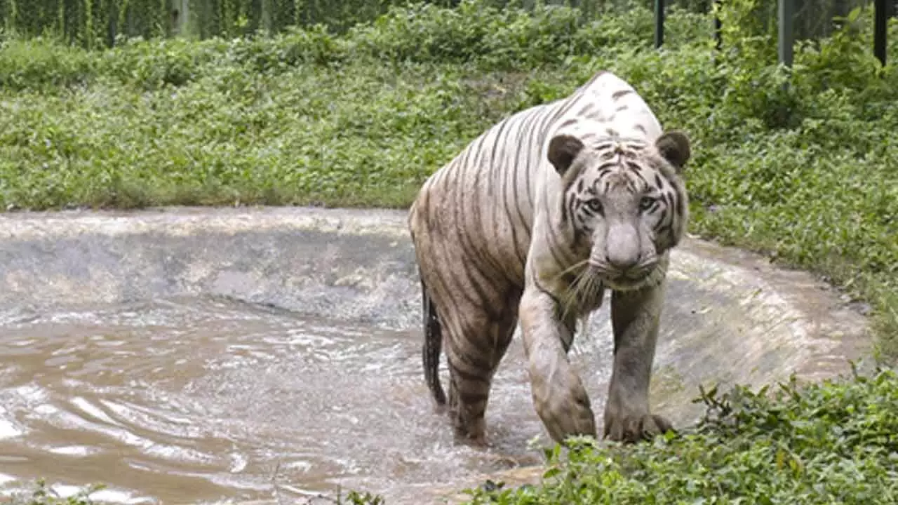 Sundarbans to remain shut on Dec 11 for tiger census