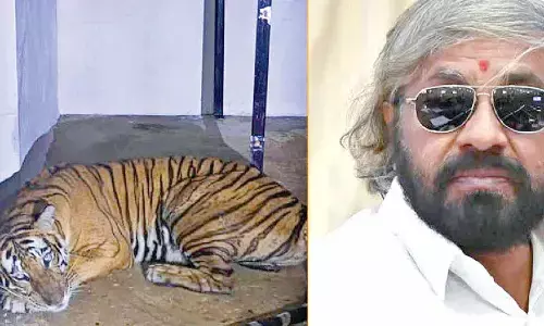 Man-eater tiger captured after three deaths in Saragur taluk