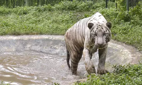 Sundarbans to remain shut on Dec 11 for tiger census