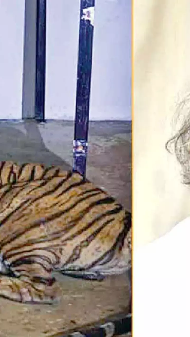 Man-eater tiger captured after three deaths in Saragur taluk