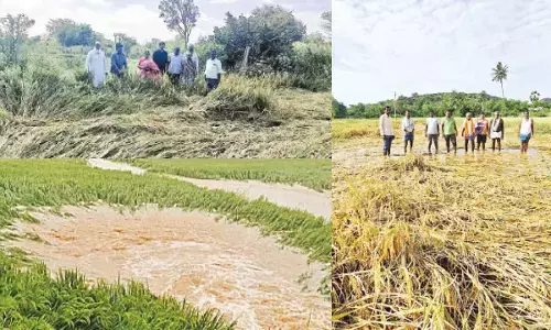 Rains, Cyclone Montha ravage 475 acres in Ranga Reddy