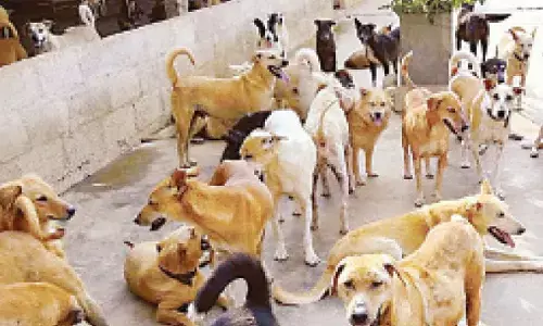 B’luru West City commissioner calls for faster dog sterilisation, cleanliness drive