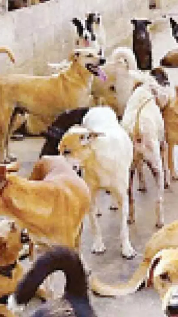 B’luru West City commissioner calls for faster dog sterilisation, cleanliness drive B’luru West City commissioner calls for faster dog sterilisation, cleanliness drive