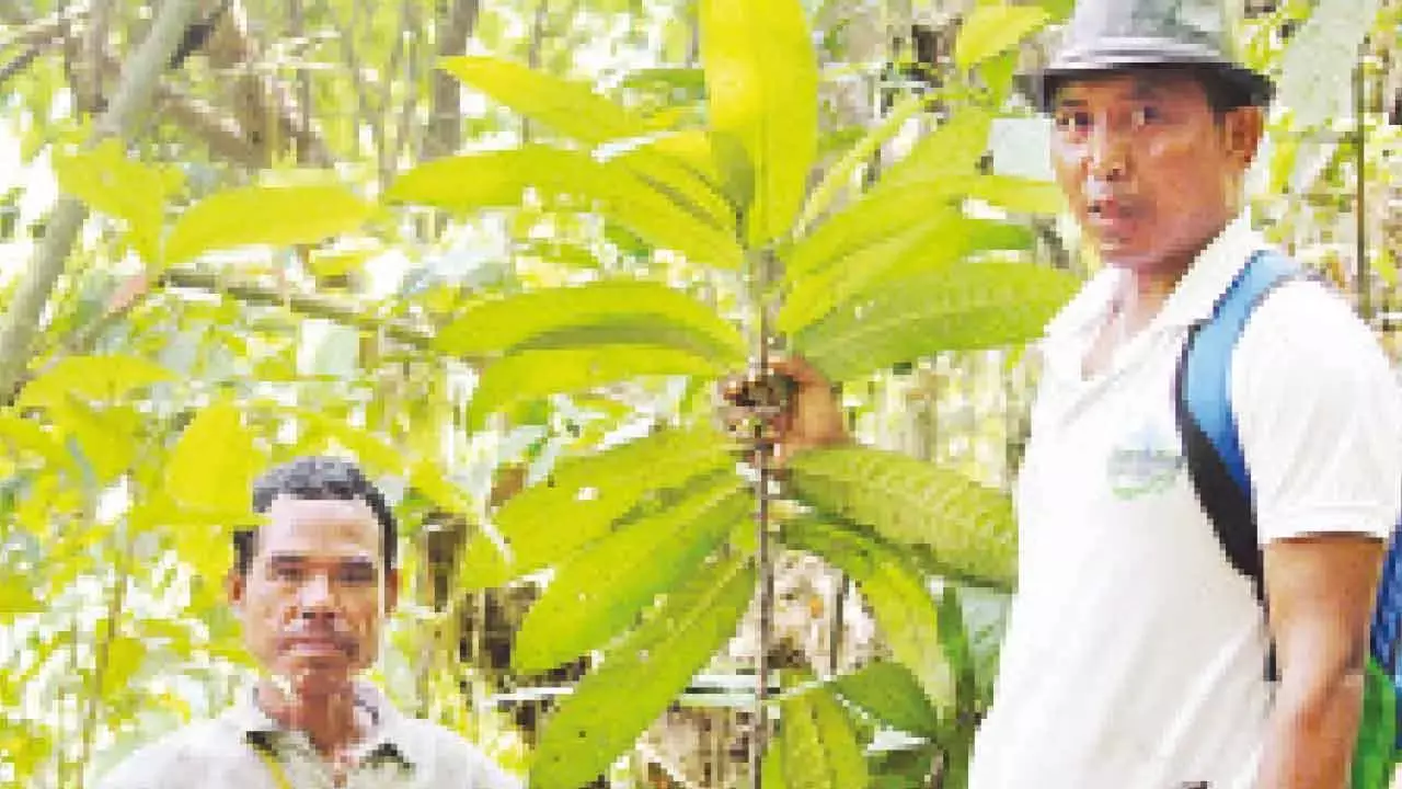 University researchers unlock medicinal secrets of rare Meghalaya plant