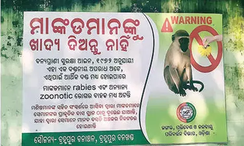 Forest officials, animal lovers differ on feeding monkeys