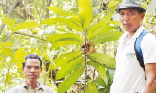 University researchers unlock medicinal secrets of rare Meghalaya plant