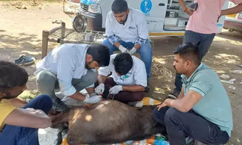 Gujarat’s mobile veterinary scheme treats 85 lakh animals free; becomes national model