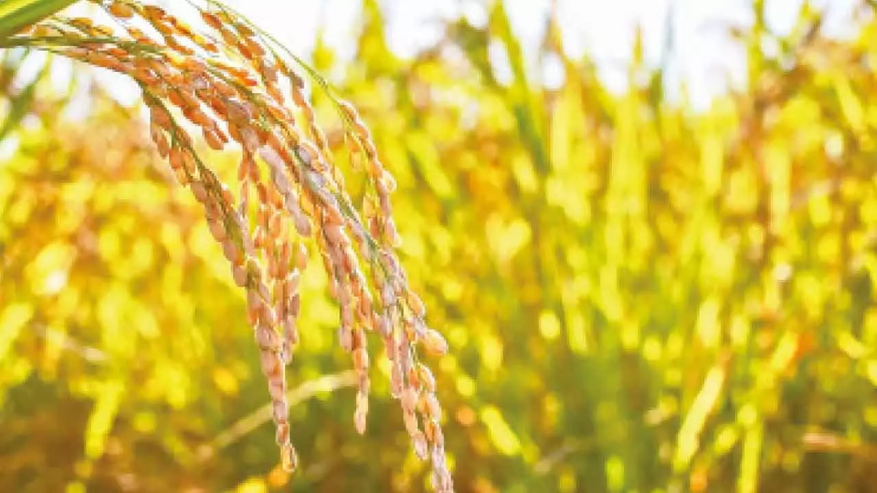 3 lakh inspections carried out in Kharif-Rabi season to ensure smooth supply 3 lakh inspections carried out in Kharif-Rabi season to ensure smooth supply