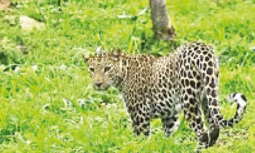 Woman hurt as leopard paws through bus window