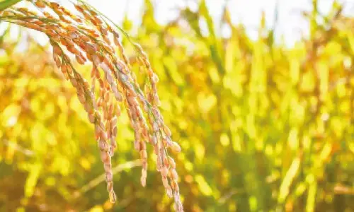 3 lakh inspections carried out in Kharif-Rabi season to ensure smooth supply 3 lakh inspections carried out in Kharif-Rabi season to ensure smooth supply