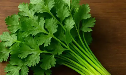 Coriander Going Bad Too Soon? Here’s How To Keep It Fresh For Days