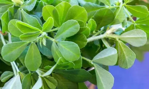Grow Fresh Methi on Your Balcony in Just 20 Days: A Simple Guide for Beginners