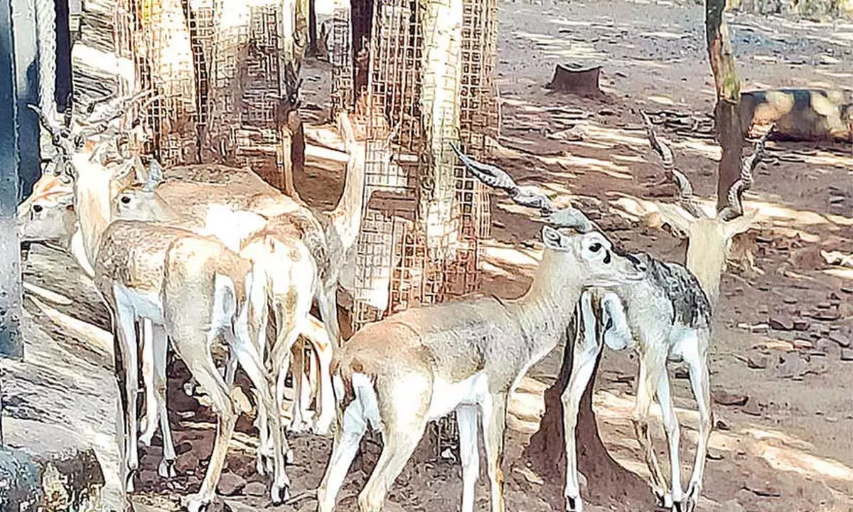 Blackbucks die in Kittur Rani Chennamma mini zoo; Minister orders probe Blackbucks die in Kittur Rani Chennamma mini zoo; Minister orders probe