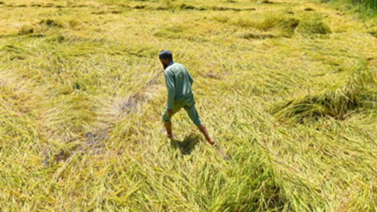 TN extends paddy crop insurance deadline to Nov 30 amid rain and SIR delays