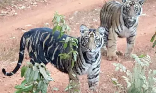 Tiger estimation begins in Similipal Tiger estimation begins in Similipal