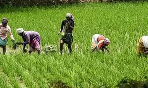 Farmers urge TN govt to delay regulated irrigation as low storage threatens standing crops