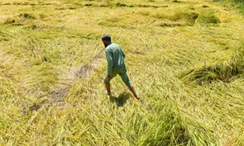 TN extends paddy crop insurance deadline to Nov 30 amid rain and SIR delays