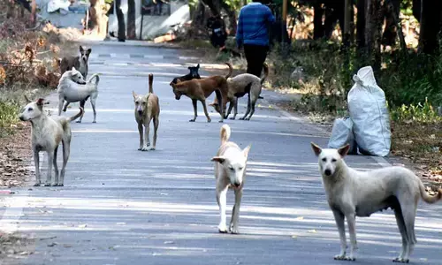 AP intensifies drive to curb stray dog menace across urban areas