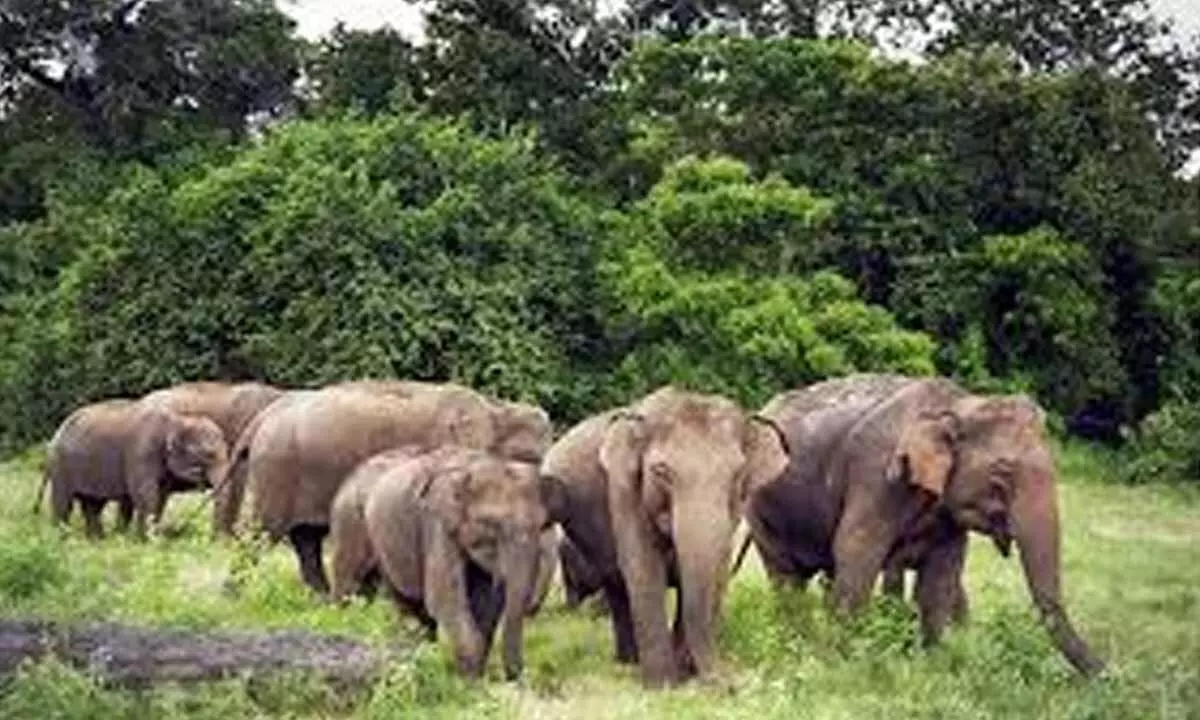 Human-elephant conflict escalates in Jharkhand; five people killed in a week, two elephants found dead Human-elephant conflict escalates in Jharkhand; five people killed in a week, two elephants found dead
