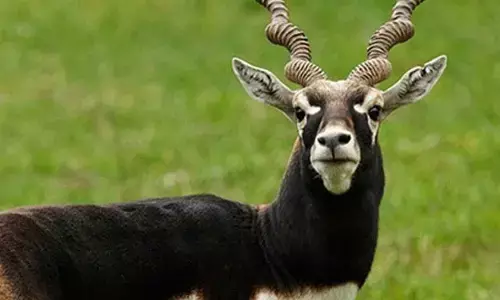 Ktaka blackbuck death case: Toll rises to 31; authorities fear spread of outbreak in villages