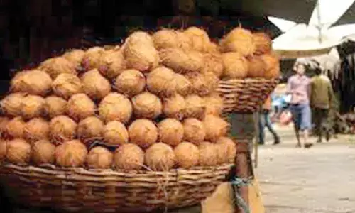 Coconuts turn ‘pricey’ as their demand goes up