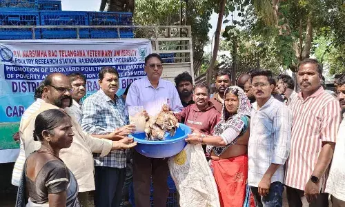 Backyard Poultry Distributed to Boost Tribal Livelihoods Backyard Poultry Distributed to Boost Tribal Livelihoods
