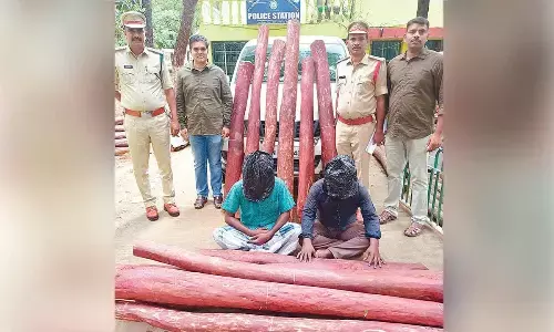 Two held; 12 red sanders logs seized