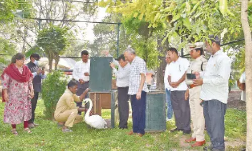 Nehru Zoological Park welcomes a pair of white swans