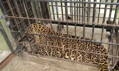Young Leopard at Bannerghatta Biological Park Dies After Prolonged Illness