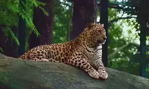 Young leopard at Bannerghatta Biological Park dies after prolonged illness