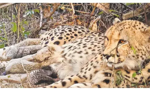 Cheetah Mukhi gives birth to five cubs at Kuno Park