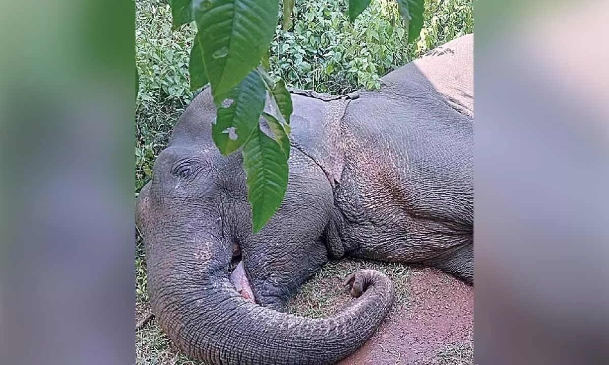 Two elephants die in Odisha