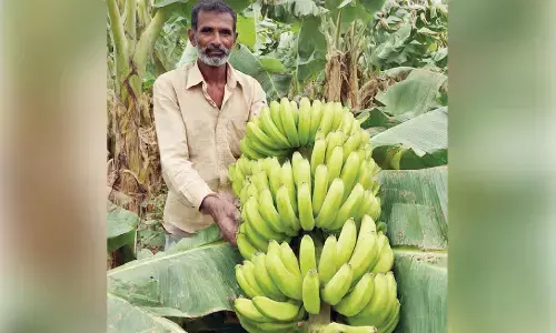 CM orders rapid market access for Seema bananas