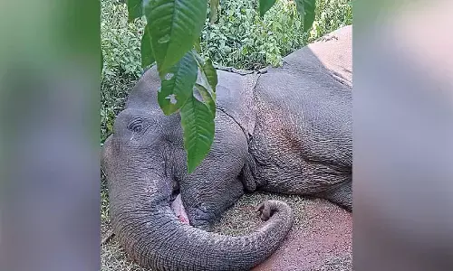 Two elephants die in Odisha