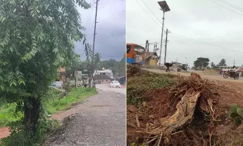 Rare Medicinal Plant ‘Sthrikutaja’ on the Brink of Extinction in Karnataka, Warns Ayurveda Expert