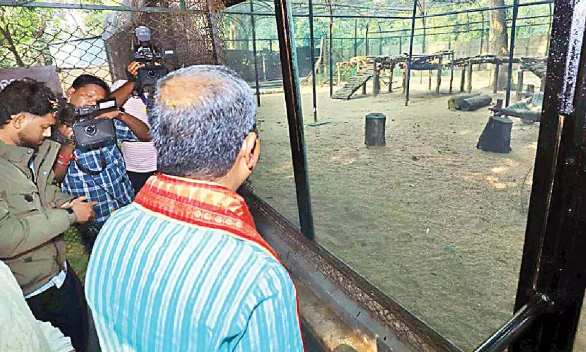 Pradhan lays stone for tiger enclosure at Sambalpur Zoo Pradhan lays stone for tiger enclosure at Sambalpur Zoo