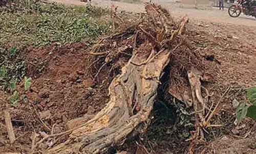 Rare medicinal plant ‘Sthrikutaja’ on the brink of extinction: Ayurveda expert