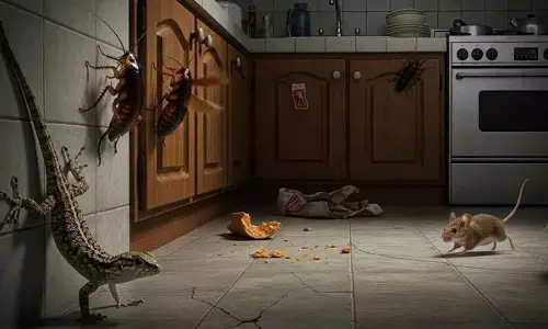 Easy Home Hacks to Keep Mosquitoes, Mice & Lizards Away Naturally