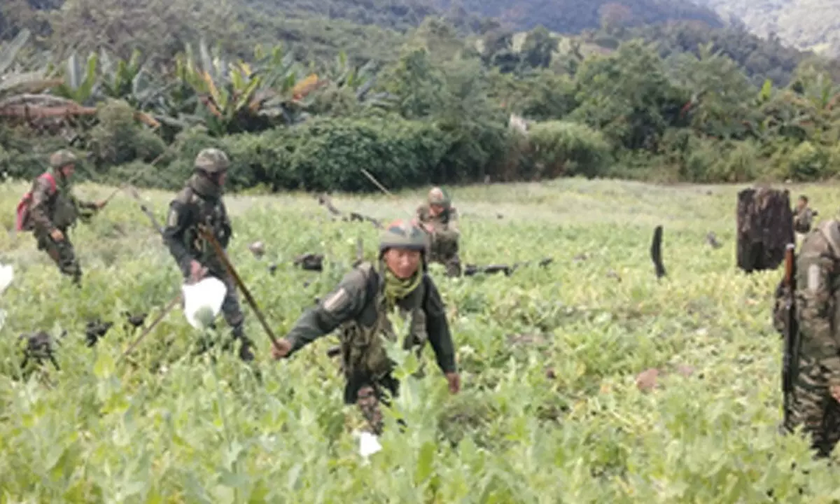 675 acres of poppy cultivation destroyed in Manipur; over 700 more acres detected