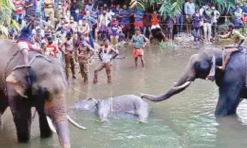 U’khand to study bear behaviour amid rising human-wildlife conflicts