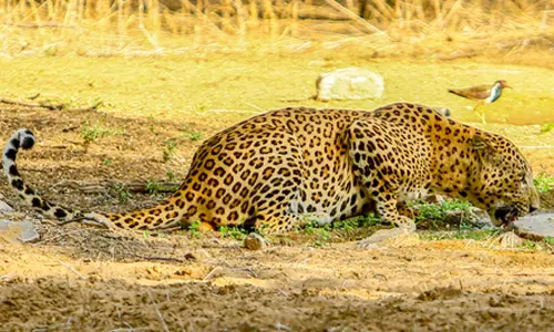 Leopard spotted in Jaipurs Vidyadhar Nagar; residents panicked