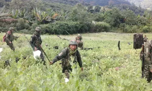 675 acres of poppy cultivation destroyed in Manipur; over 700 more acres detected