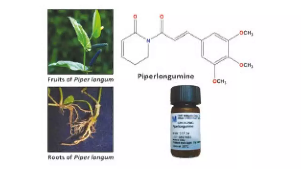 Researchers explore natural long pepper molecule as safer option for colon cancer treatment